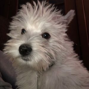 Meet your Posher, Frank